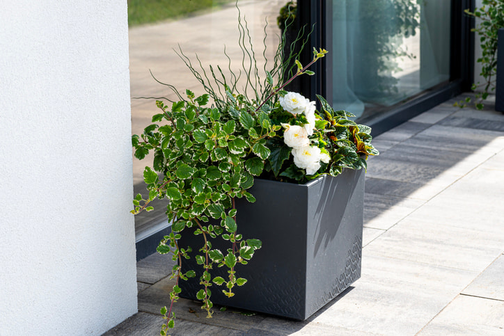 Garden planter outside a front door