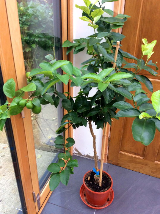 Lime plants next to the Ultra Bifold Doors